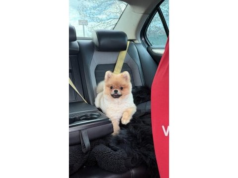 7 aylık aşıları tam kimlikli pomeranian