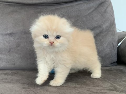 Show kalite harika scottish fold bebekler