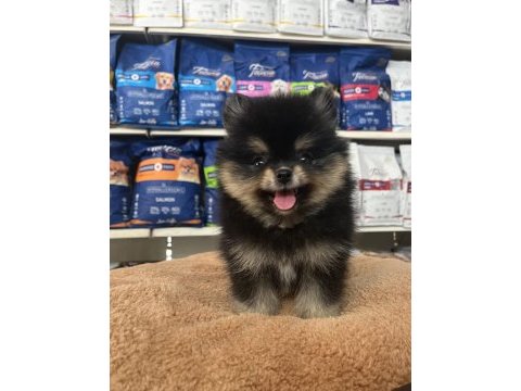Orjinal ırk ve sağlık garantili pomeranian boo yavrularımız