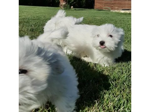 Maltese terrier yavruları sağlık ve ırk garantili 