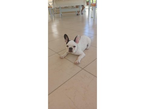 7 aylık french bulldog