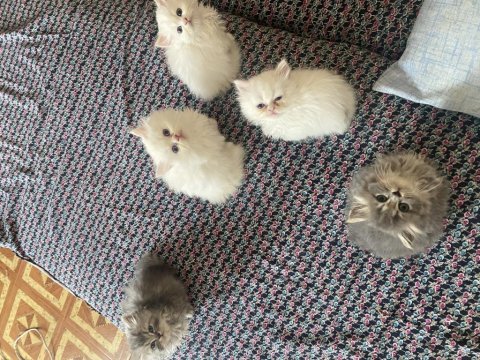 50 günlük yavru chinchilla