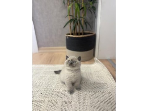 Brıtısh shorthair blue point yavrularım 
