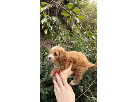 Sevimli maltipoo yavrumuz