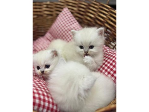 British longhair yavru kedimiz