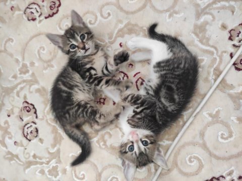 1,5 aylık yavru kedilere acil yuva arıyoruz