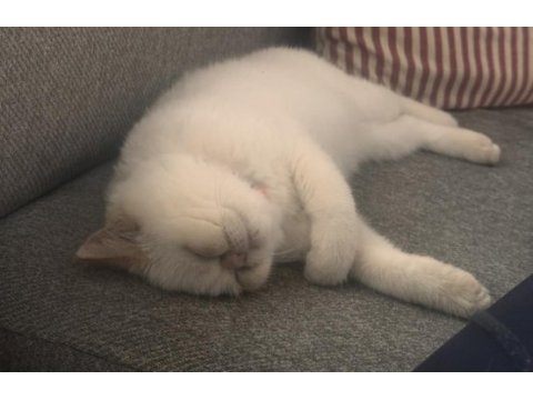 8 aylık çok uysal exotic shorthair