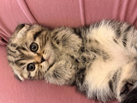 Yeni yuvalarına gitmeye hazır scottish fold