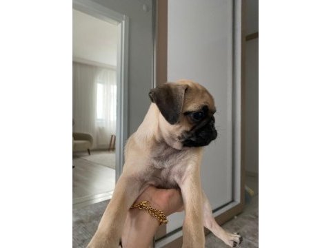 Yavru 3 aylık pug