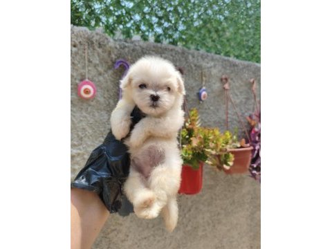 Kore maltese yavrular