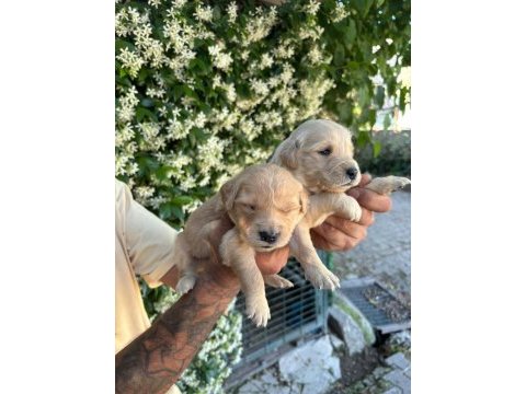 Golden retriever yavrularımız