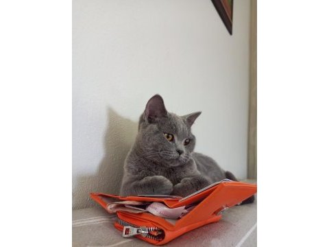 1 yaşında dişi british shorthair