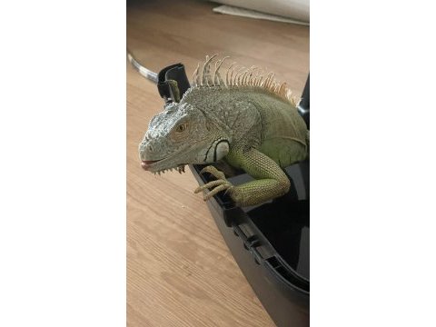 Uygun evcil iguana