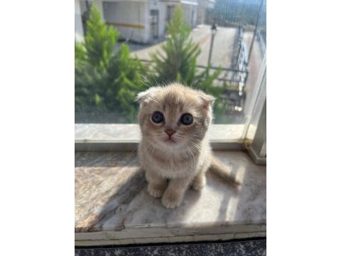 Kusursuz güzellik scottish fold yavrular