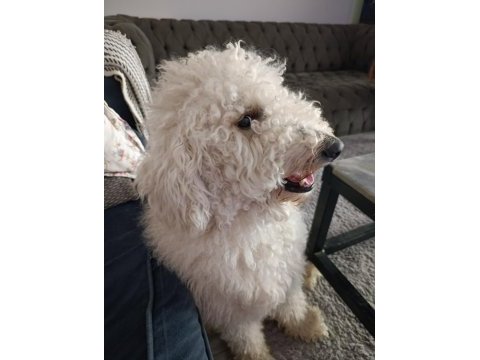 1 yaşında erkek standart poodle ücretsiz