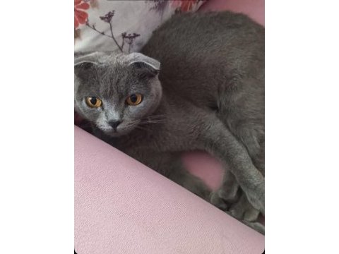 Scottish fold 2 yaşında dişi