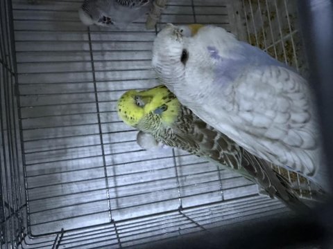 Özenle baktığım show jumbo muhabbet kuşu yavruları