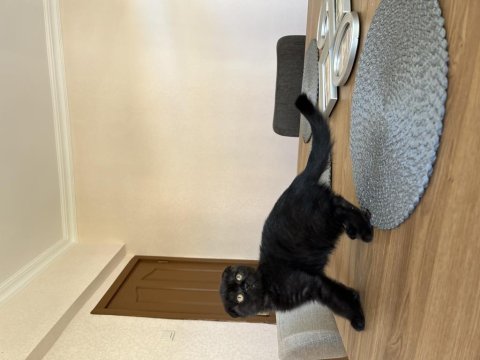 Ankara 2.5 aylık scottish fold kedime yuva arıyorum
