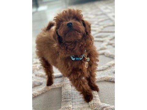 Yakışıklı poodle oğlum pafi