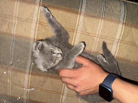 Sağlıklı scottish fold ev kedileri