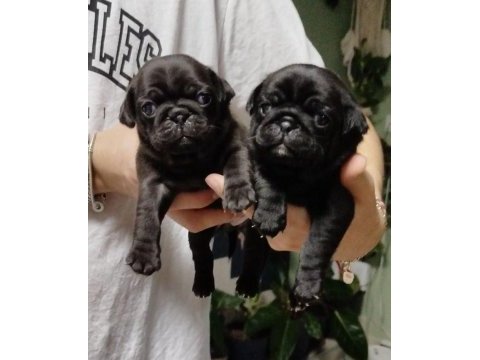 Pug mops bebeklerimiz ömürlük ailelerini bekliyor
