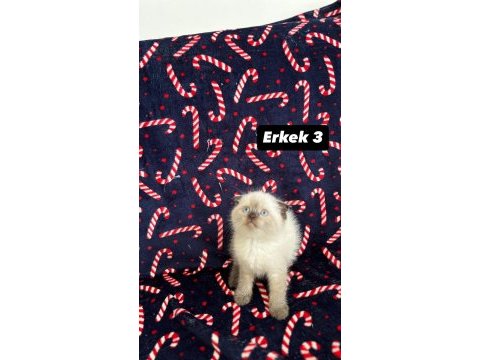 8 tane biblo scottish fold yavrularımız