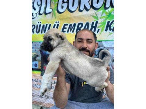 Boz aslan köpeğimiz
