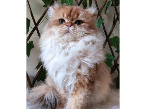Eş ilanıdır (british longhair by 11 full şecereli)