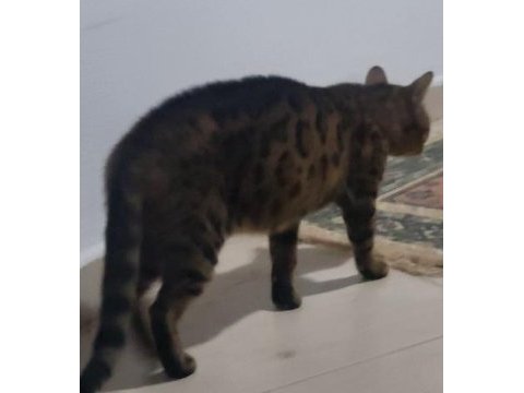 Bengal saf kan orijinal