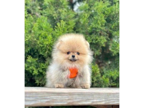 Sevimli pomeranian boo yavrularımız