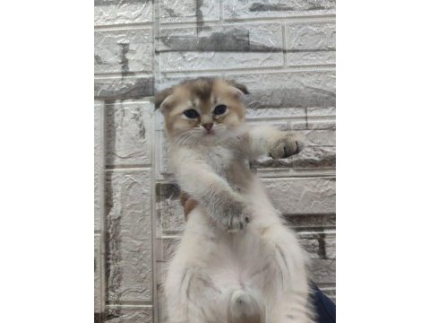 Golden scottish fold