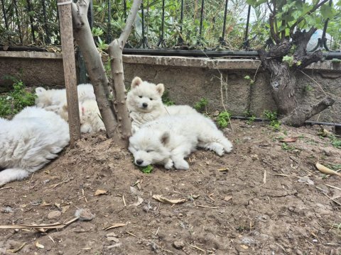 Kartopu samoyed bebekler