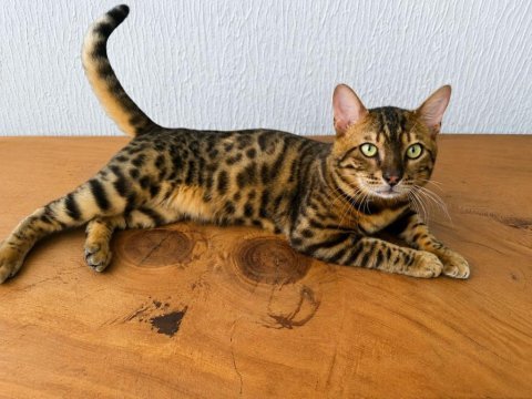 Göz alıcı desenli bengal kedisi