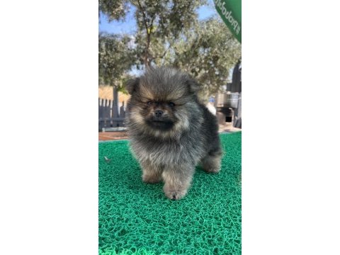 Pomeranian boo bebeklerimiz