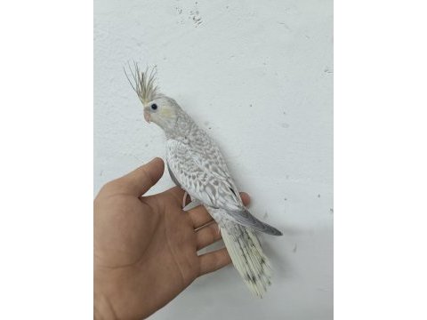 Mutasyon sultan papağanı yavruları