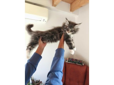 Karakteri cüssesi ve dolu şeceresi ile nocturne maine coon