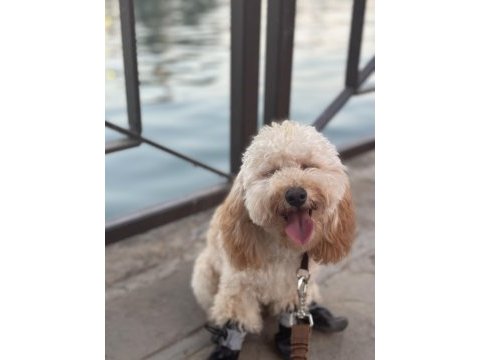 9 aylık uyumlu eğitimli toy poodle