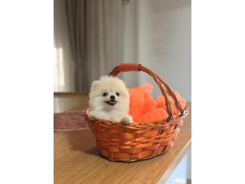 Güzel yavrularımız pomeranian boo