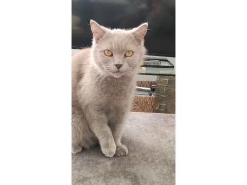 British shorthair ücretsiz erkek marty
