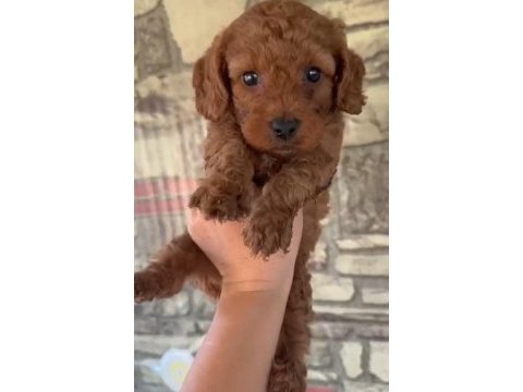 Dunya tatlısı poodle mınıklerımız