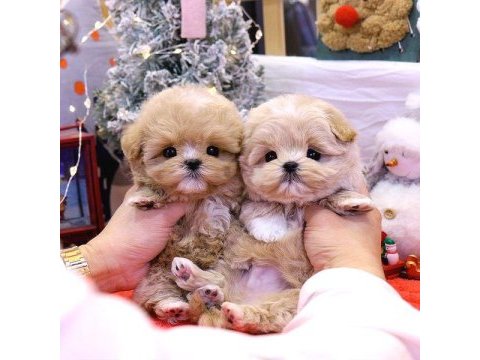 Kore maltipoo bebeklerim