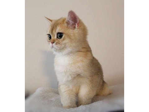 En güzel golden renk british shorthair bebekler