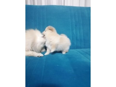Stres savar pomeranian spitz