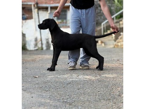 A şecereli 7 aylık dişi cane corso