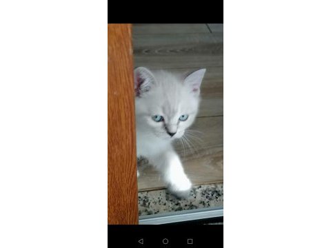 Sahibinden british blue point yavrular