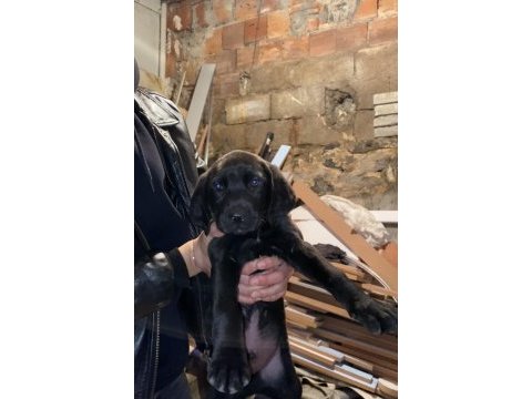 Anne altından yeni çıkan siyah kaplan cane corso