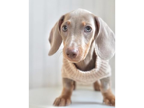 Exotic dachshund yavruları 