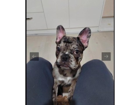 4,5 aylık french bulldog