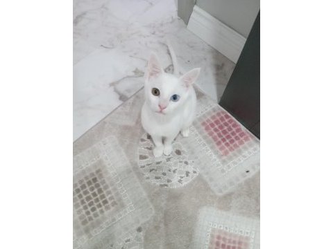 Kayıp van kedisi (ödül verilecektir)