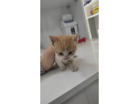 1 aylık minicik bebiş kediler tamamen ücretsiz